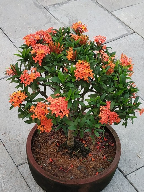 Orange Flowering Houseplants 1
