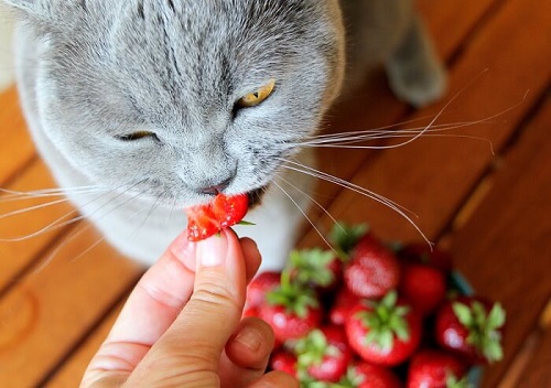 Other Fruits That Are Safe for Cats