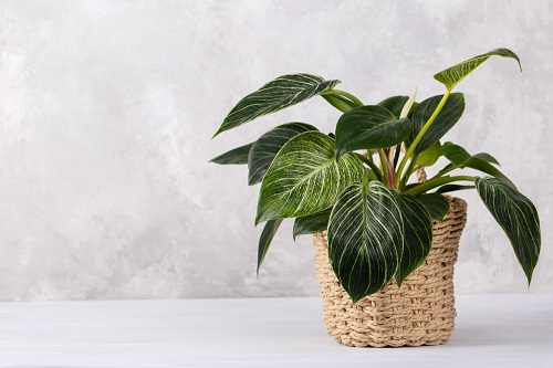 Heart Shaped Leaf Plants to Grow Indoors 6