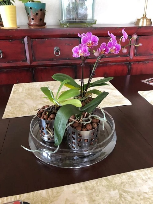 Orchid Planter Ideas 10