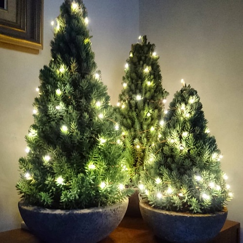 Succulent Christmas Tree Ideas 11