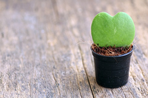 Heart Shaped Leaf Plants to Grow Indoors 1