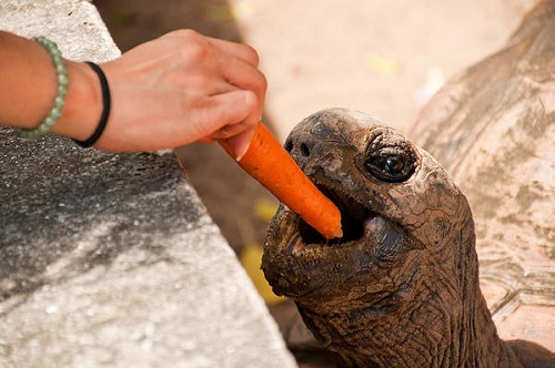 Foods Tortoises Can Eat