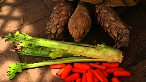 Can a Tortoise Eat Celery? 2