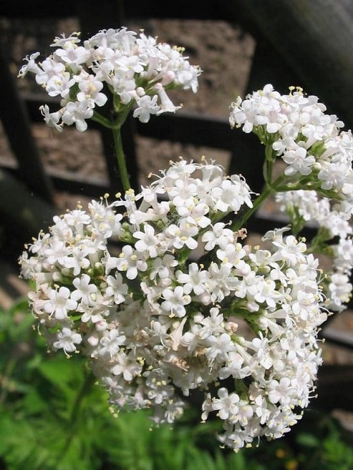 Herbs With White Flowers 5