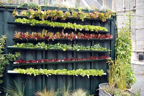 DIY Vertical Lettuce Garden Ideas 7