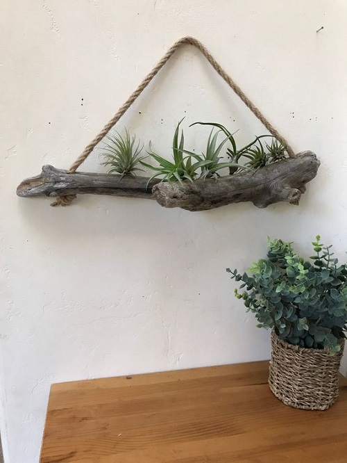  Indoor Plant Wall Decor Ideas 5