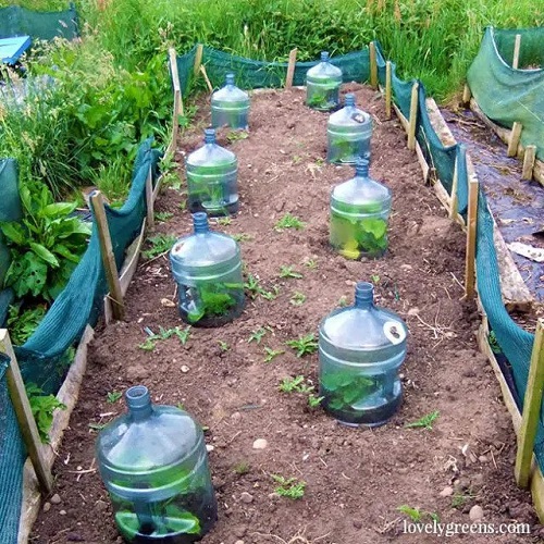 DIY Garden Cloche Ideas 5