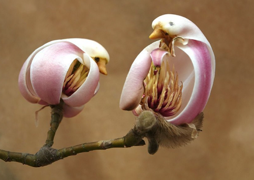 Flowers That Look Like Birds 6