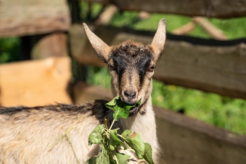 Can Goats Eat Zucchini Plants 2