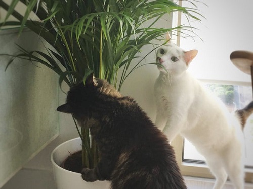 Indoor Plants Safe for Cats 5