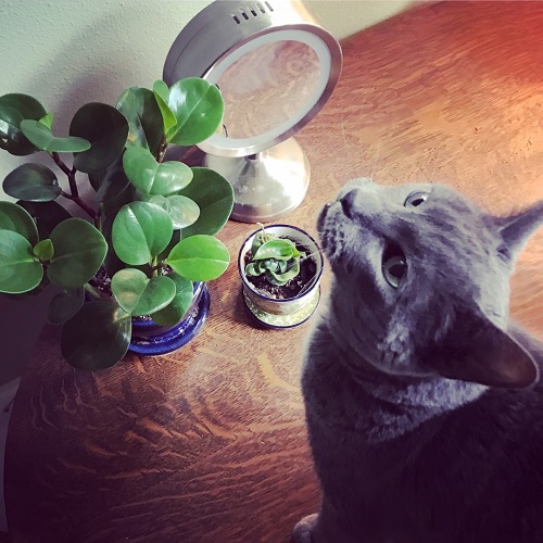 Indoor Plants Safe for Cats 6