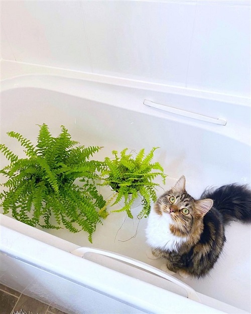 Indoor Plants Safe for Cats 4