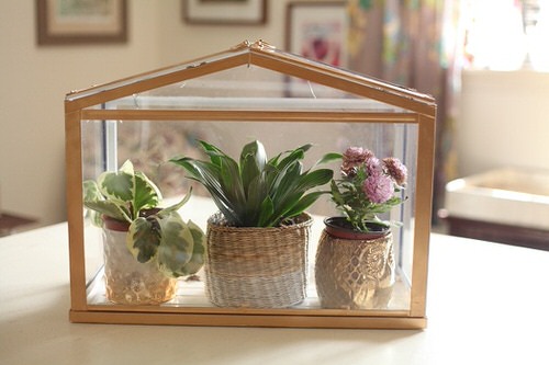 DIY Indoor Greenhouse Ideas for Apartment Gardens 1