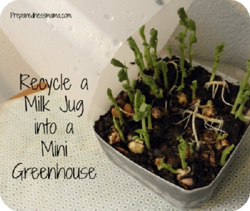 DIY Mini Milk Jug Greenhouse
