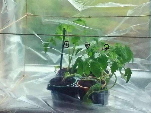 DIY Indoor Greenhouse Ideas for Apartment Gardens 6
