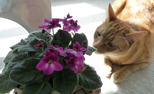 Indoor Plants Safe for Cats 22