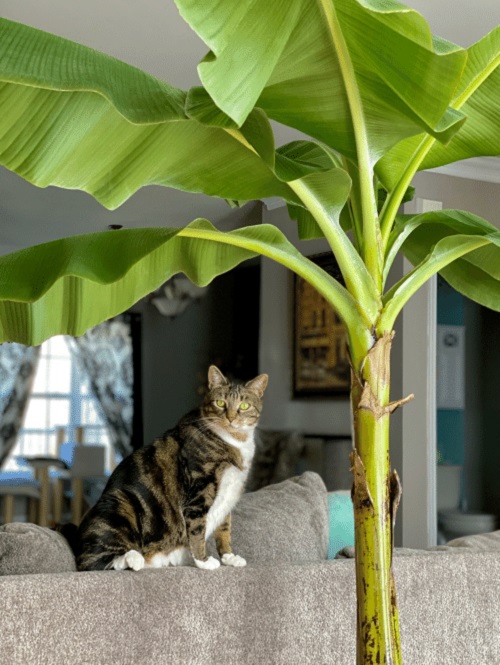 Cat Friendly Banana Plant