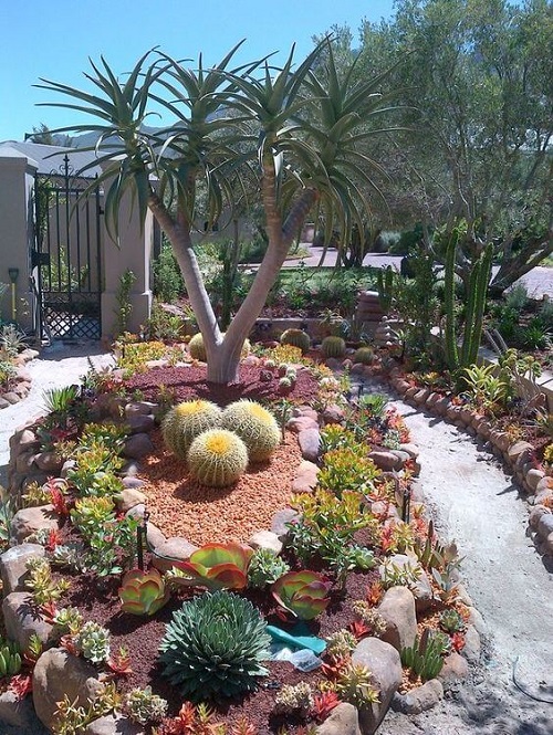 Beautiful Yard with Colorful Succulents and Cacti