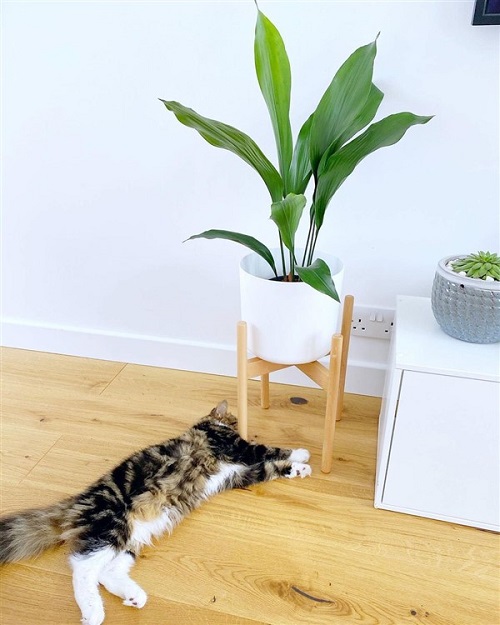 Indoor Plants Safe for Cats 13