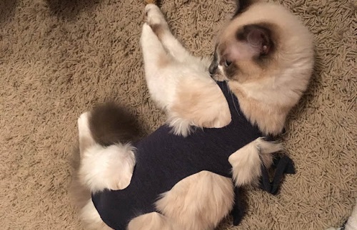 DIY Cat Clothes 5