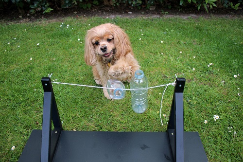 DIY Spin The Bottle Pooch Toy