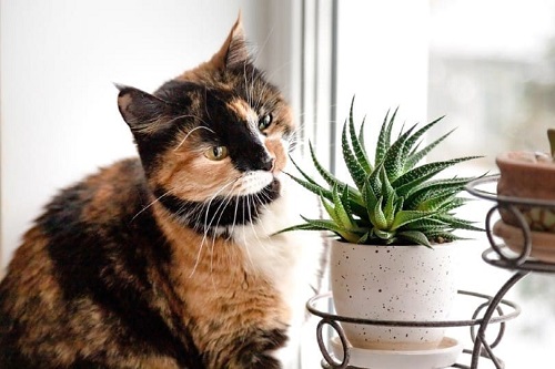 Indoor Plants Safe for Cats 25