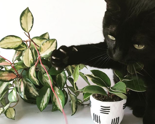 Indoor Plants Safe for Cats 17