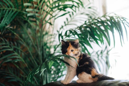 Indoor Plants Safe for Cats 7