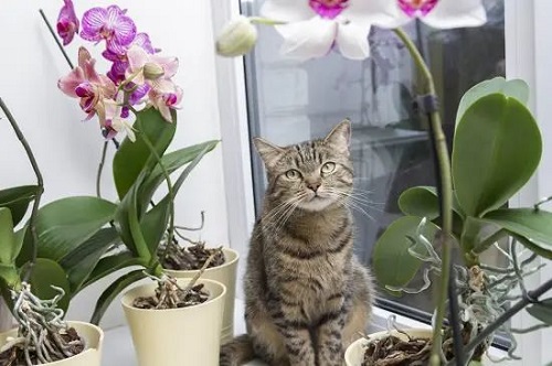 Indoor Plants Safe for Cats 18