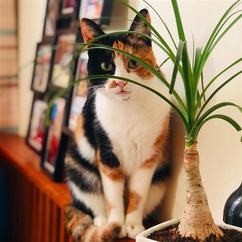 Indoor Plants Safe for Cats 12