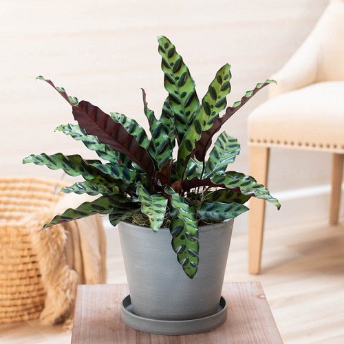 Indoor Plants Safe for Cats 2