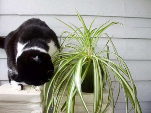 Indoor Plants Safe for Cats 11