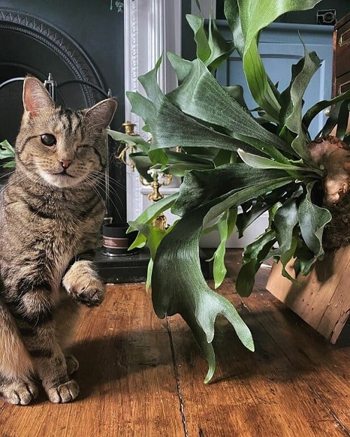 Indoor Plants Safe for Cats 14