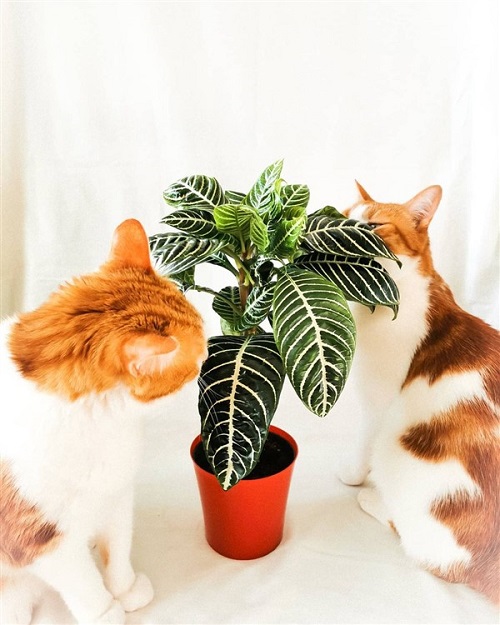 Indoor Plants Safe for Cats 15