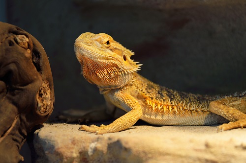 Can Bearded Dragons Eat Grapes 1