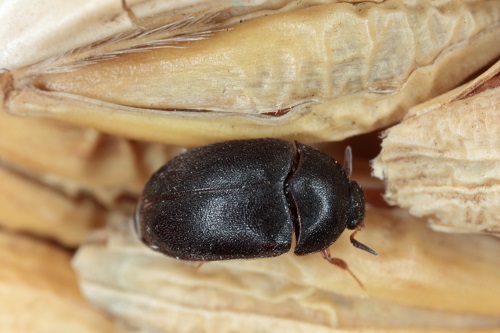 Black Carpet Beetles