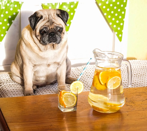 Can Dogs Have Lemonade? 1