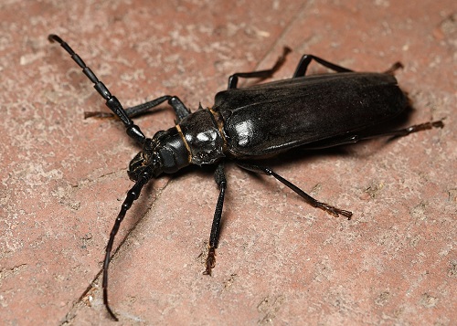 Types of Bugs That Look Like Cockroaches 5