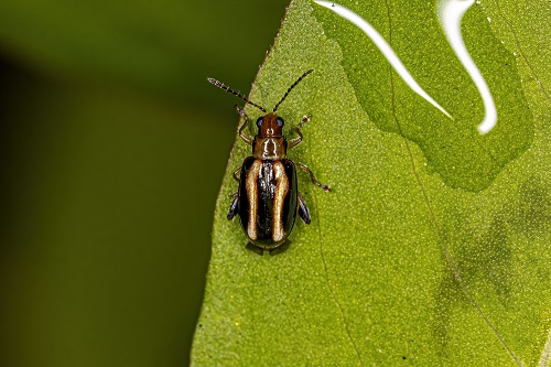 Flea Beetles
