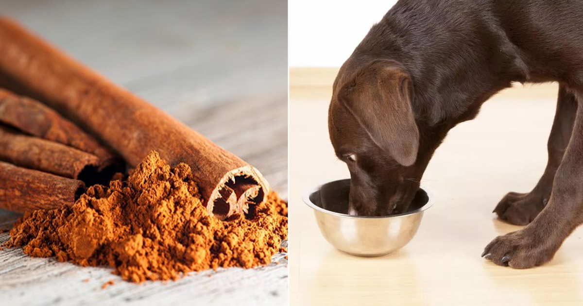 Is Cinnamon Ok For Dogs