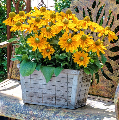 Gloriosa Daisy 'Irish Eyes'