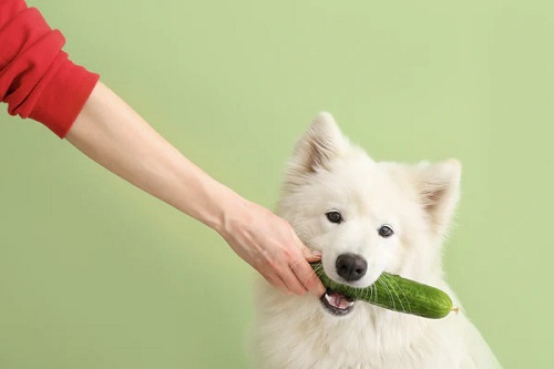 Can Dogs Have Cucumbers 1