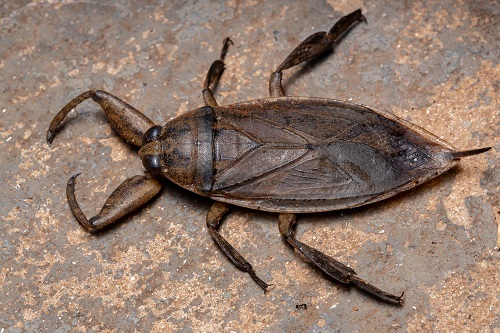 Types of Bugs That Look Like Cockroaches 1