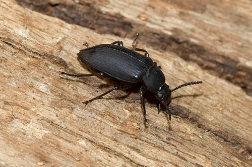 Wood-Boring Beetle