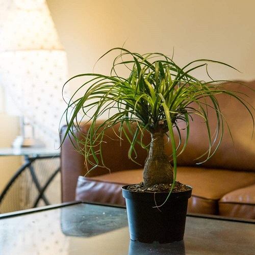  Types of Palm Trees for Indoors 12