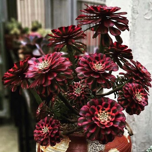 Burgundy Leaves Houseplants 9