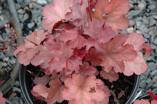 Coral Bells ‘Cherry Cola’