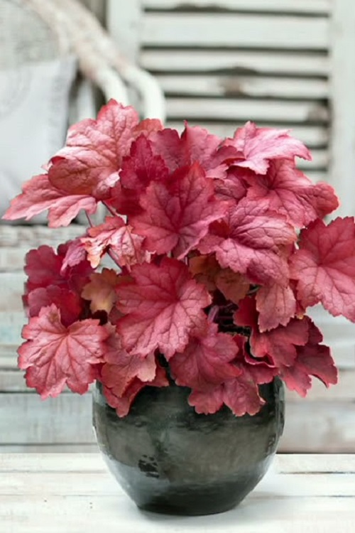 Burgundy Leaves Houseplants 1