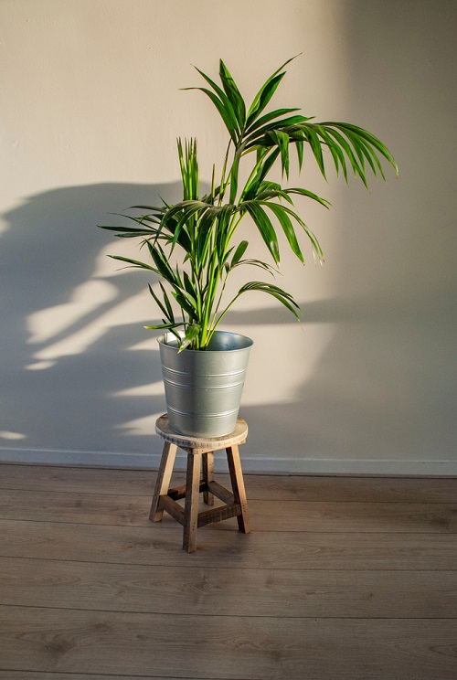  Types of Palm Trees for Indoors 10